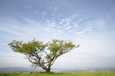 Mighty Tree