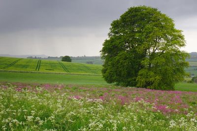 Shades of Spring