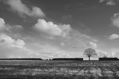 Landscape Architect