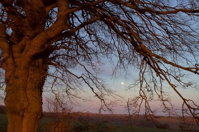 Lenten Moonrise