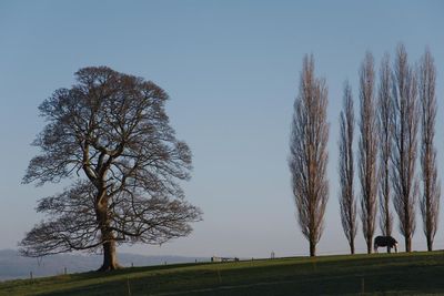 Winter Treeline