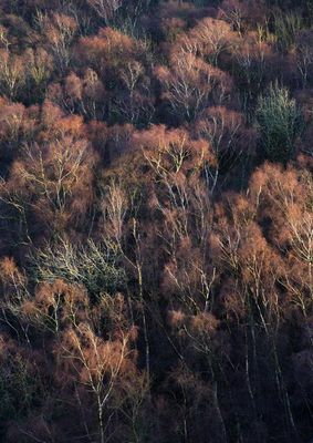 Forest of Ghosts