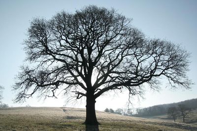Solid Oak