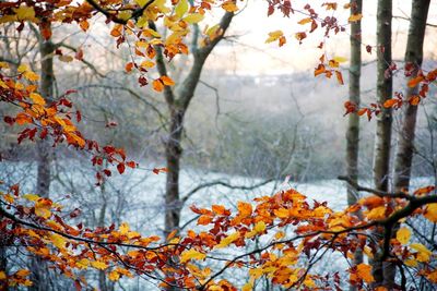 First Frost