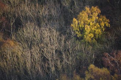 Autumn Remains