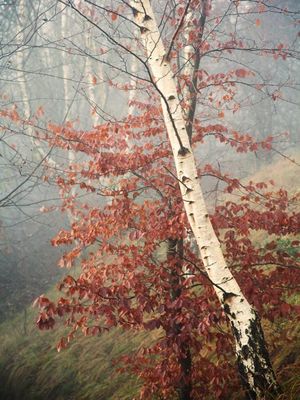 Earthy Notes