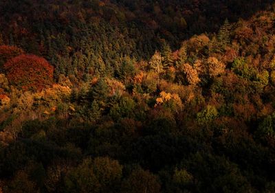Autumn Illuminations