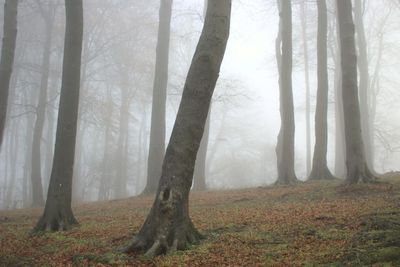 A Gathering