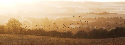 Early Birds