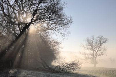 Cold Light
