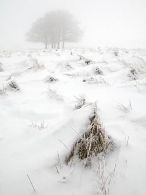 Whiteout