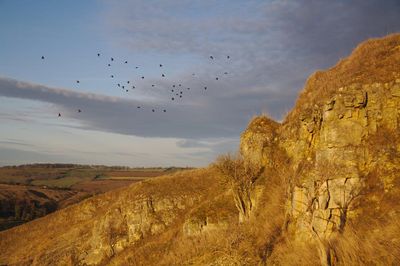 Flight of the Jackdaws
