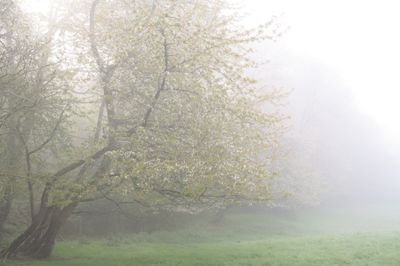 Spring Essence