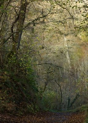 Into the Woods