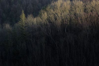 Woodland Whisper