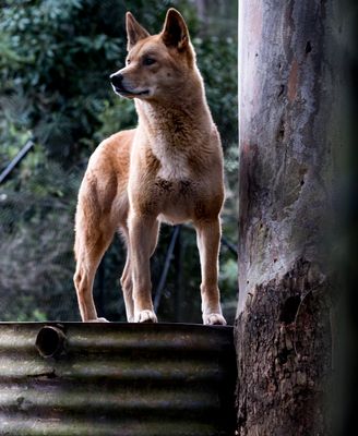 Dingo posing
