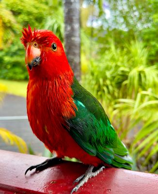 Wet king parrot on our deck