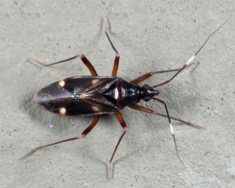 Fulvius imbecilis