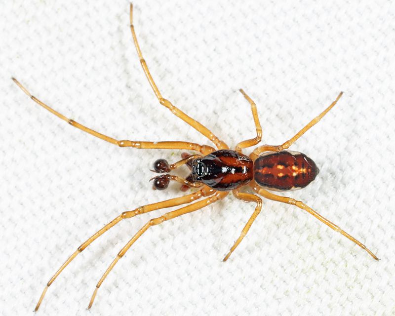Pachygnatha autumnalis