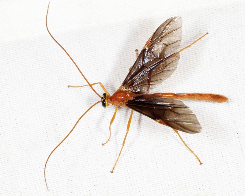 Ophion slossonae