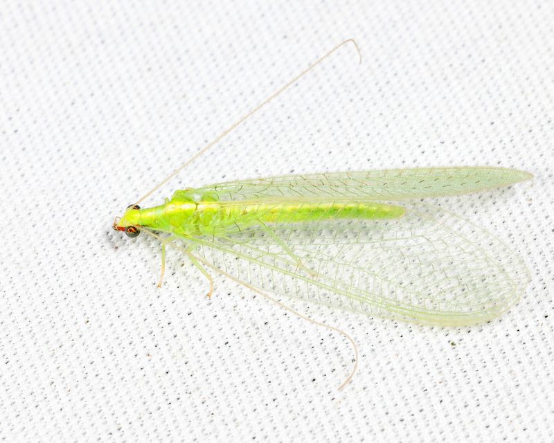 Chrysoperla rufilabris