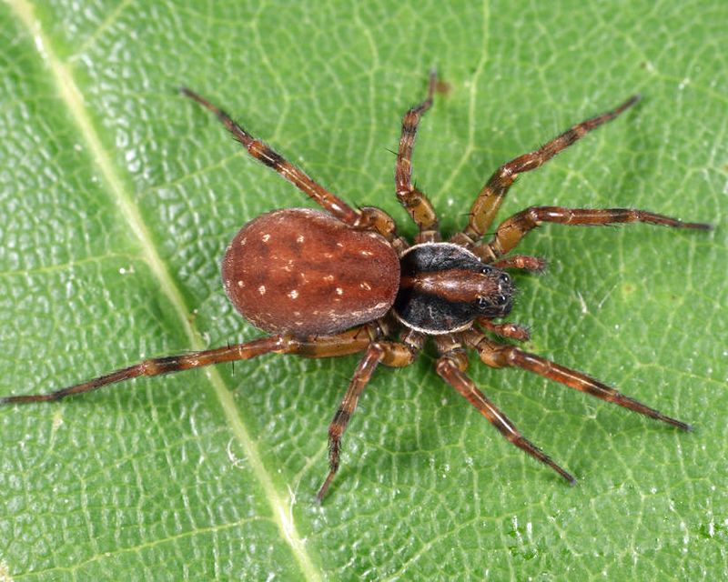 Pirata montanus