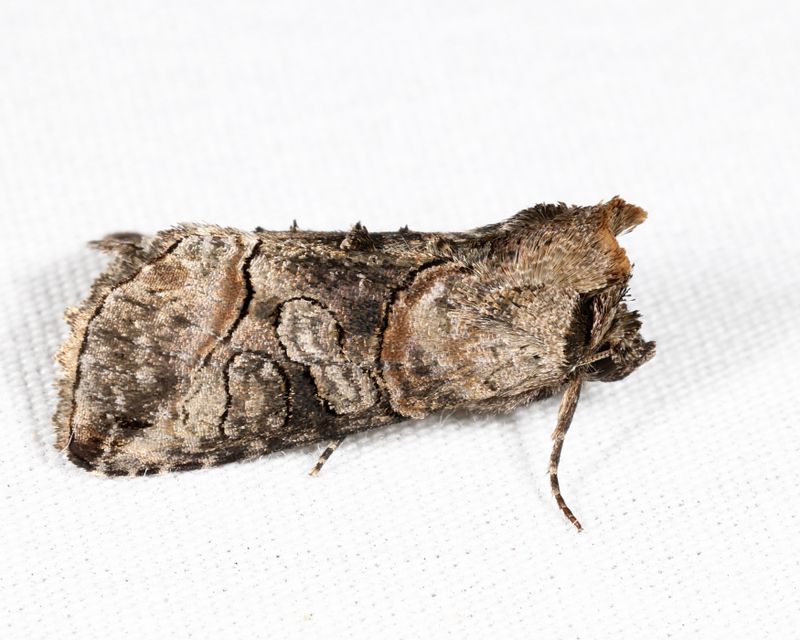 8881 - Spectacled Nettle Moth - Abrostola urentis