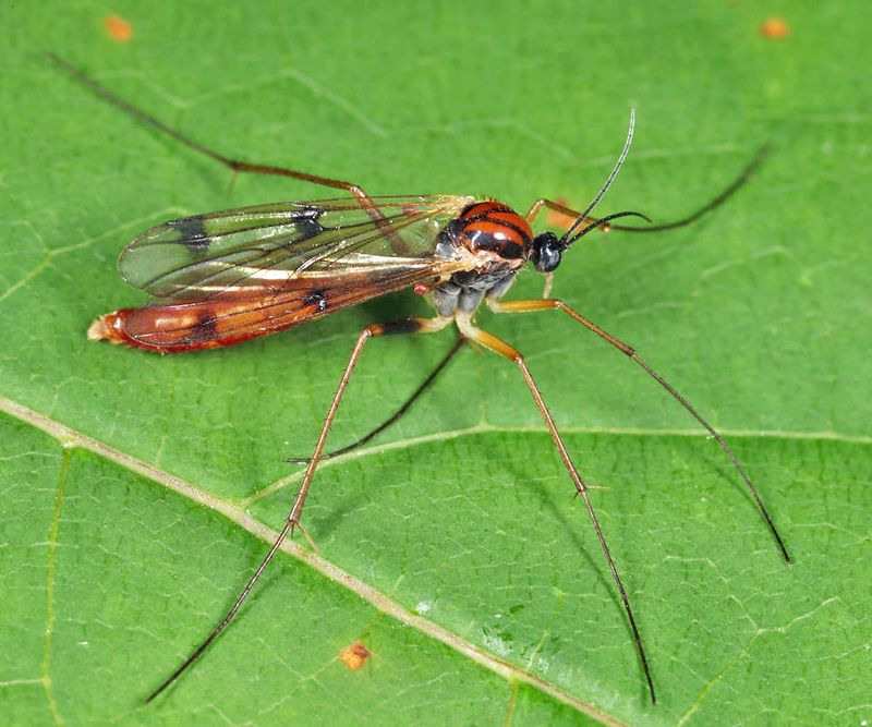 Leptomorphus bifasciatus