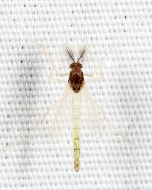 Endochironomus nigricans