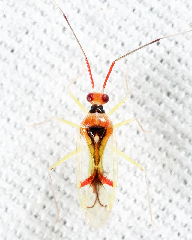 Hyaliodes harti