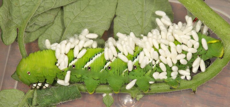7775 - Tobacco Hornworm (parasitized by Cotesia congregata) - Manduca sexta