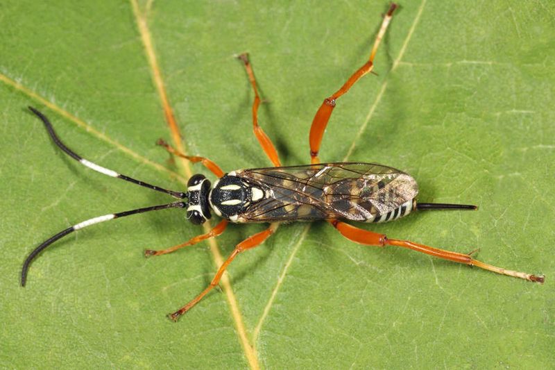 Baryceros fortis