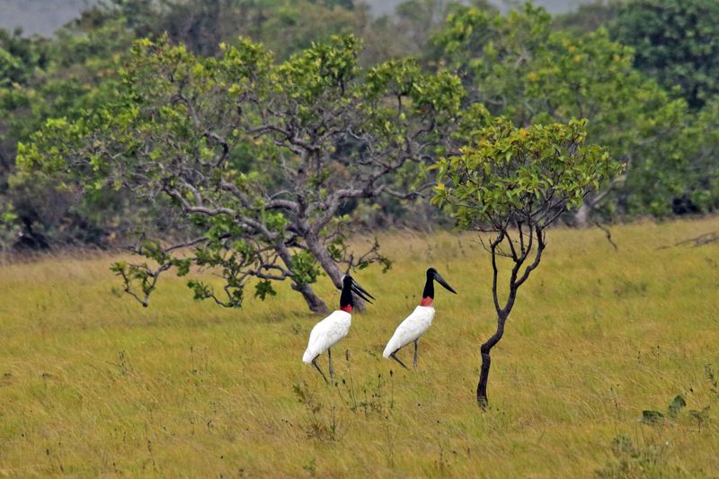 Jabiru Stork - Jabiru mycteria