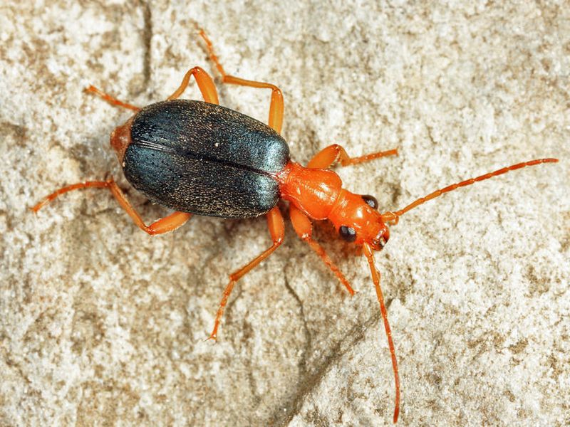 Brachinus janthinipennis