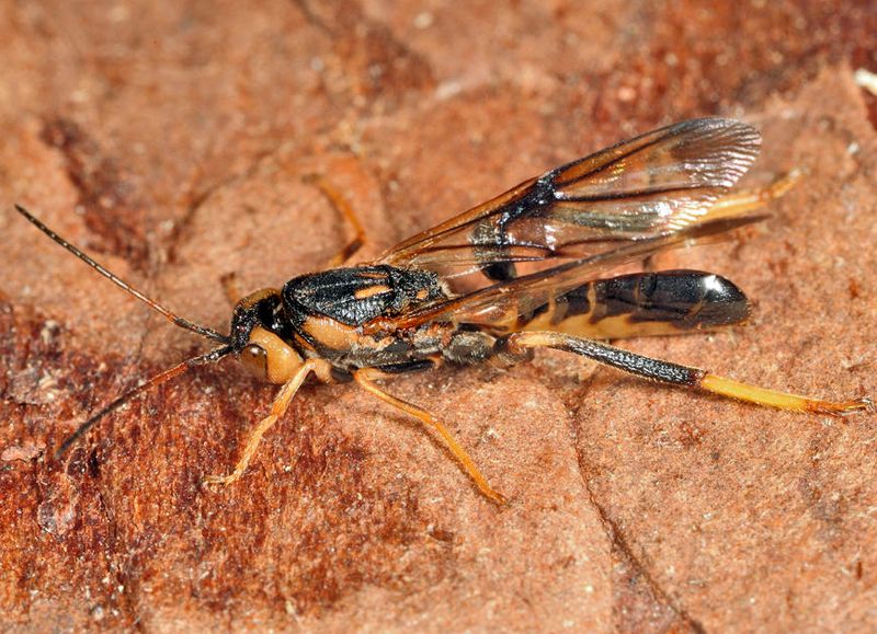 Ibaliid Wasp (Ibaliidae) Ibalia anceps