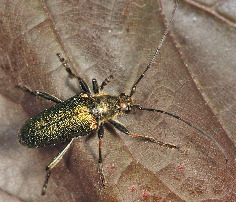Anthophylax viridis