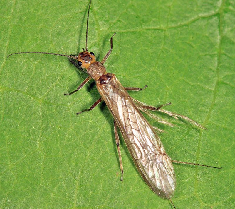 Vernal Stone - Perlinella ephyre 