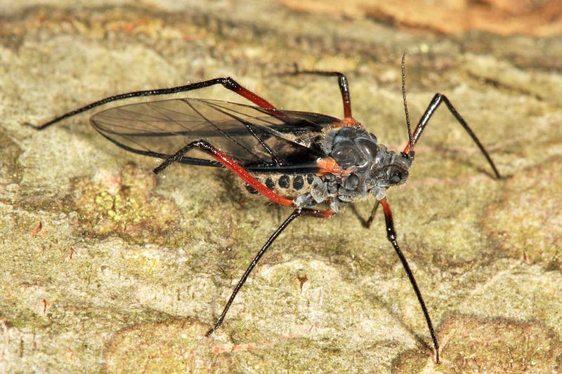 Longistigma caryae