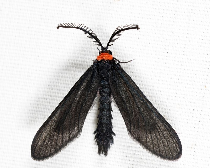 4624 - Grapeleaf Skeletonizer - Harrisina americana