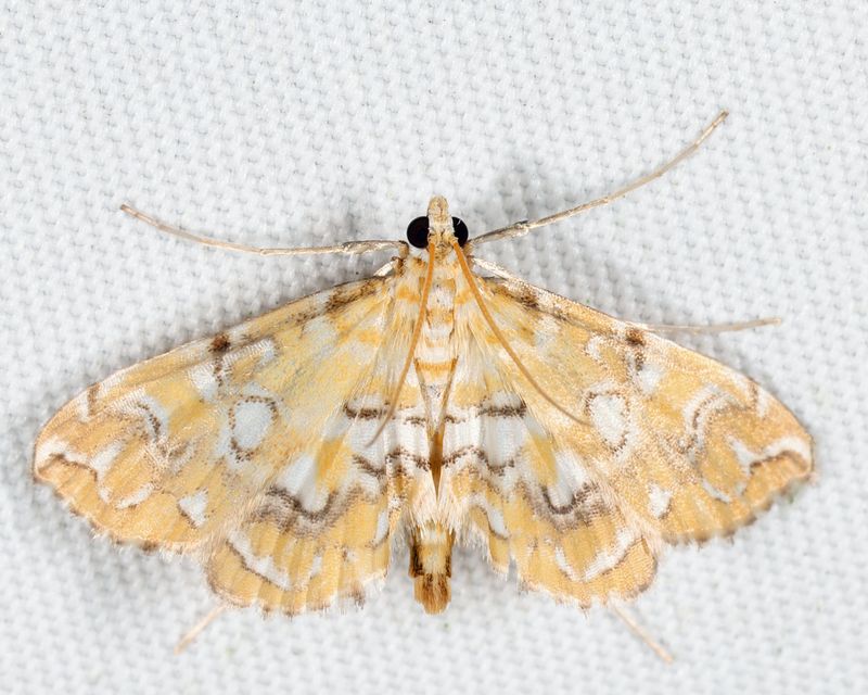 4748 - Pondside Pyralid - Elophila icciusalis