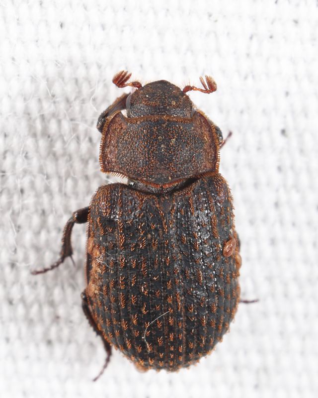 Trox affinis