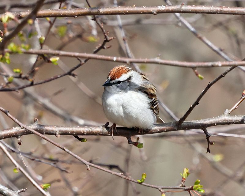 Chipping Sparrow - Spizella passerina