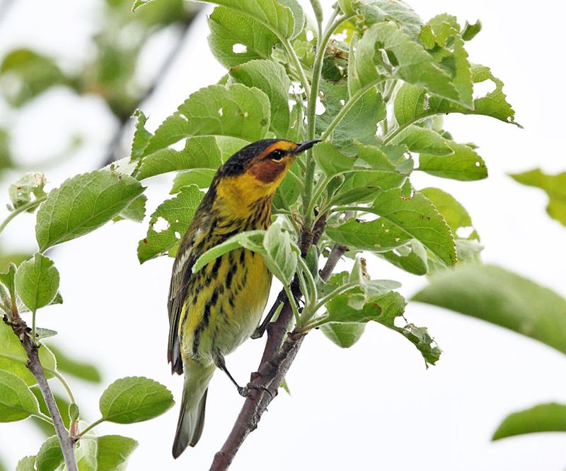 Cape May Warbler - Setophaga tigrina (male)