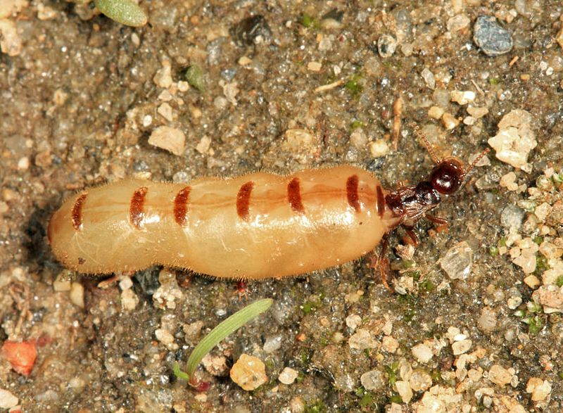 Eastern Subterranean Termite - Reticulitermes flavipes (Queen)