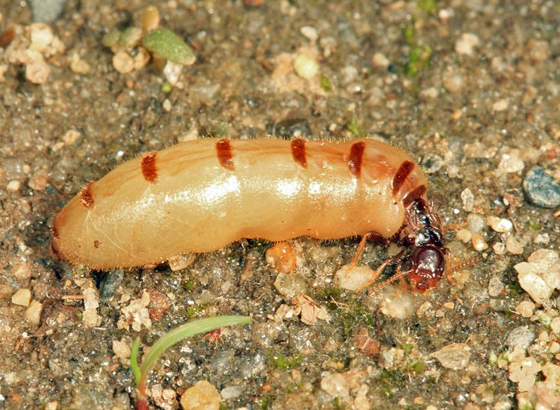 Eastern Subterranean Termite - Reticulitermes flavipes (queen)
