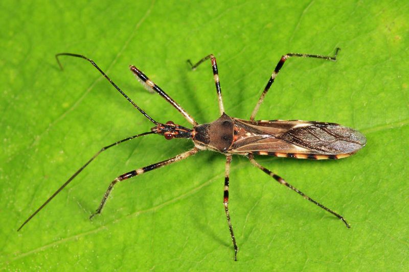 Zelus tetracanthus