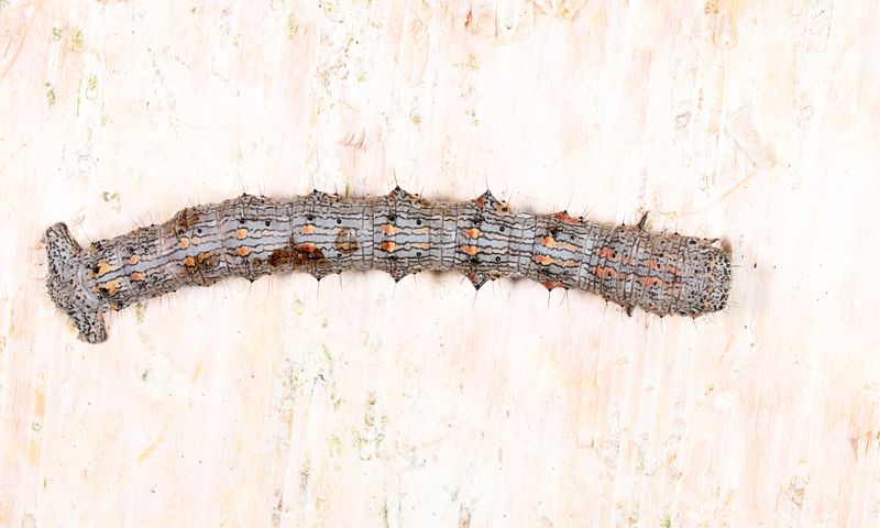 6658 - Half-Wing - Phigalia titea
