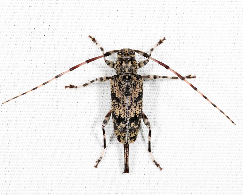 Graphisurus fasciatus
