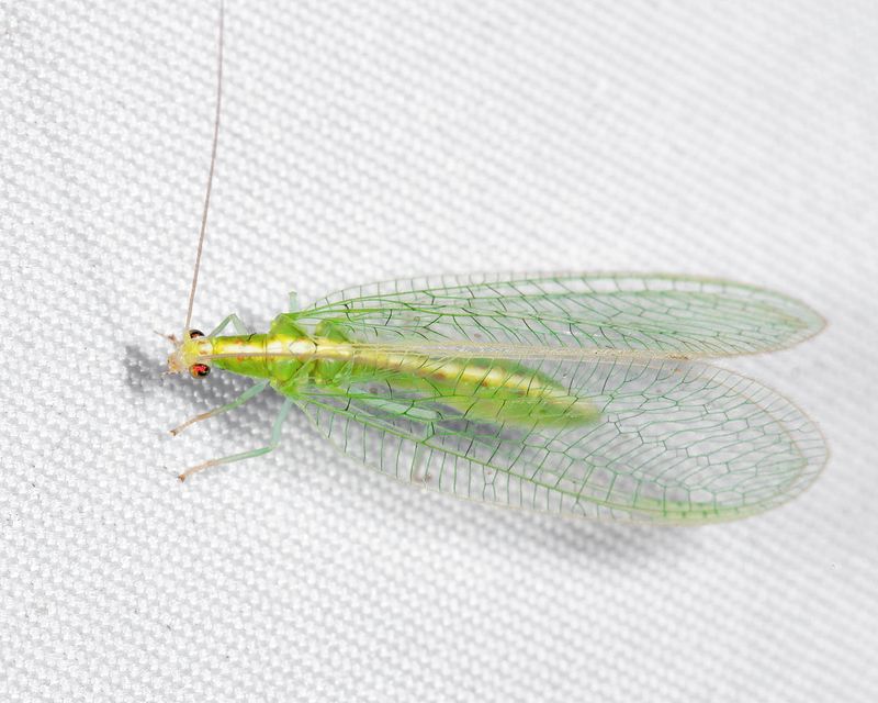 Kymachrysa intacta