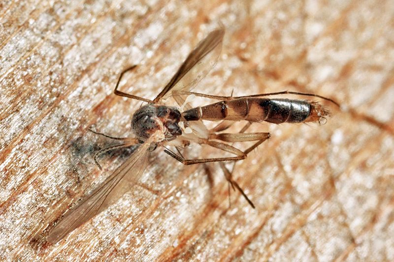 Exechia cincinnata